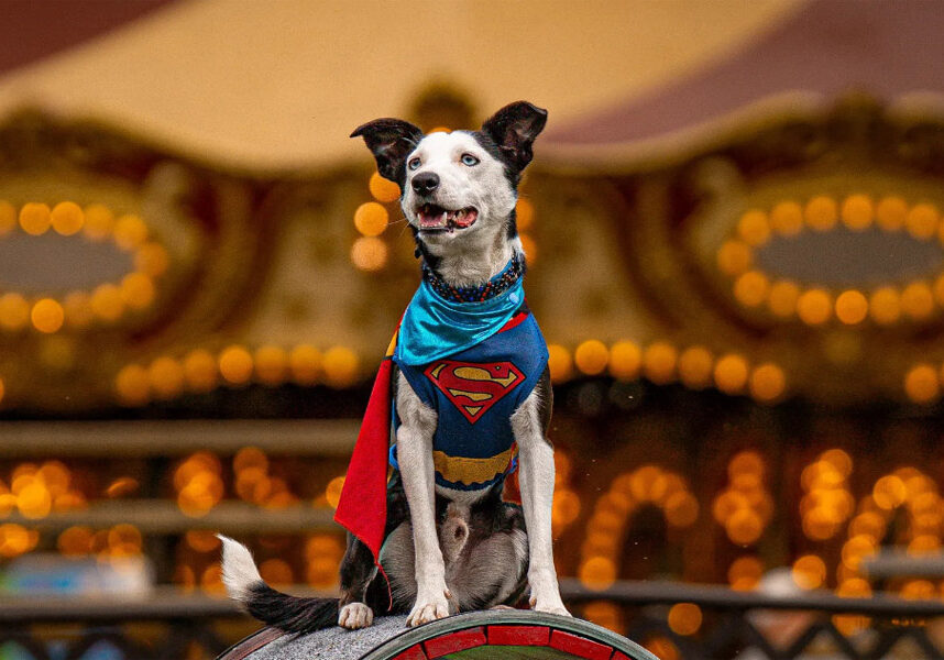 central-k9-dog